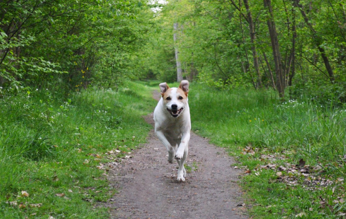 Bild von Ruby im Galopp